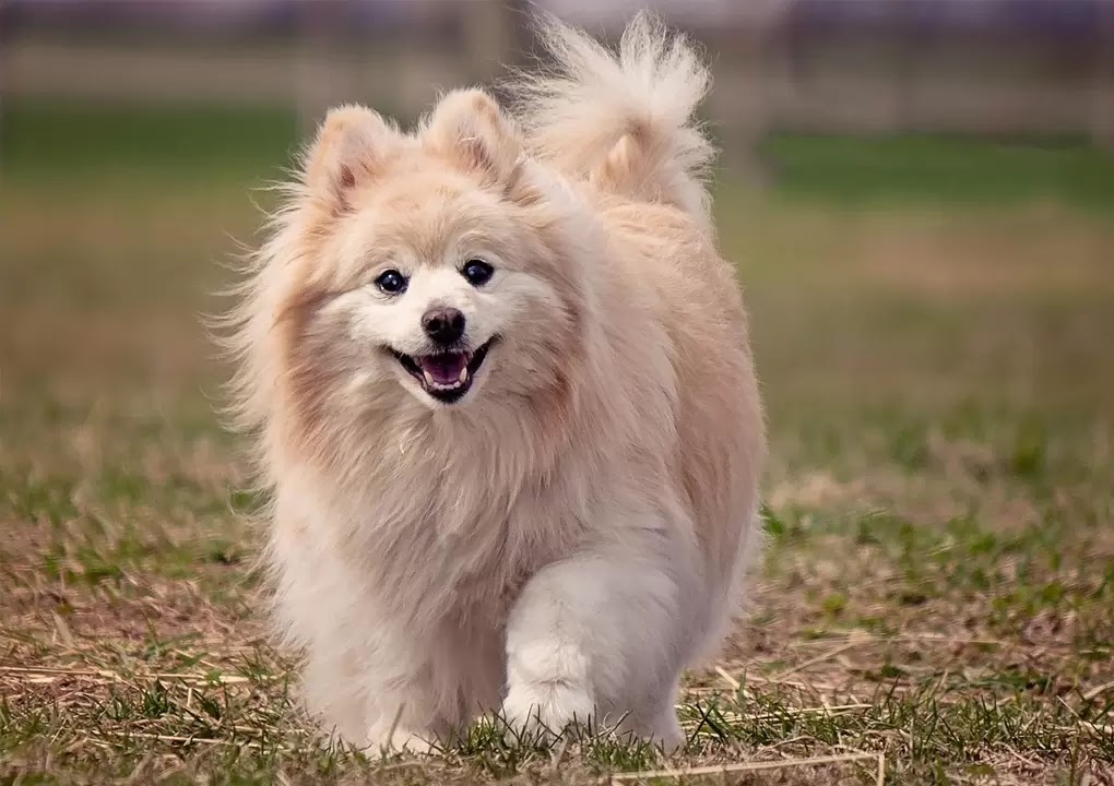 happy dog quotes
