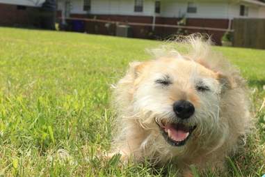 dogs quotes inspirational