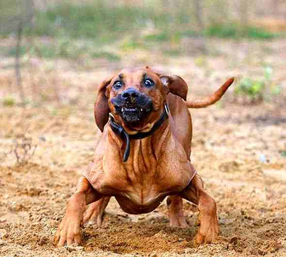 funny dog pictures