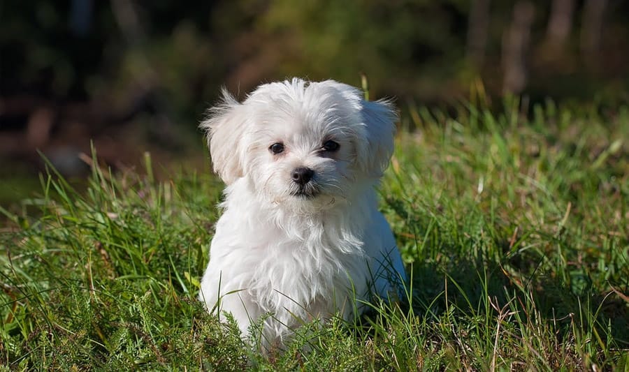 male dog names