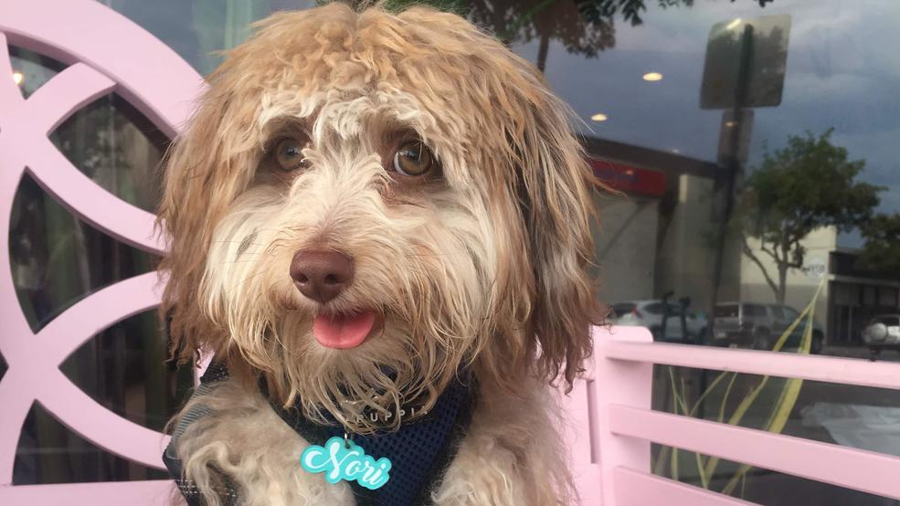 human looking dog breed