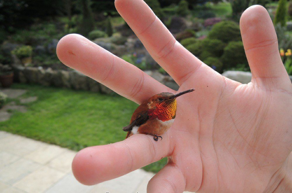 Have A Fascinating Look At The Bee Hummingbird The World s Smallest Bird