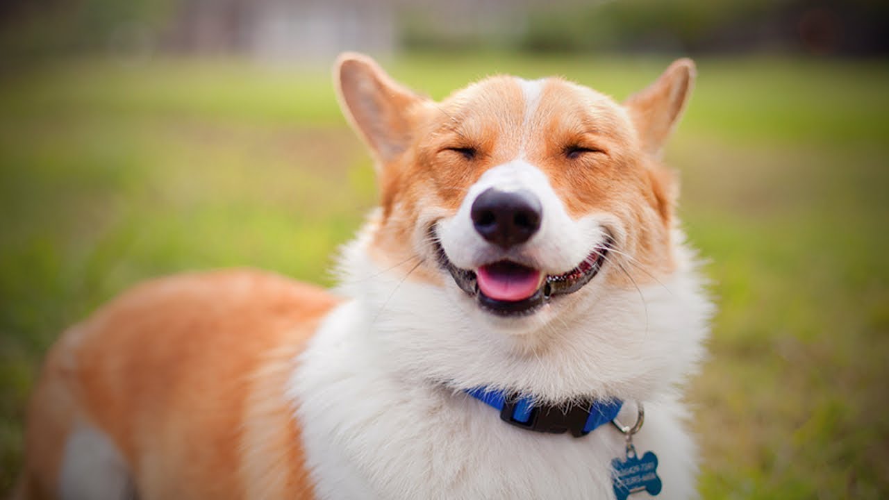 Smiling Dogs ?☺ Cute Dog Smiling (Full) [Funny Pets] - YouTube