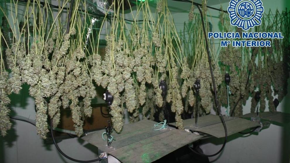 Saca de paseo el cadáver de su madre para ocultar que cultivaba droga en casa