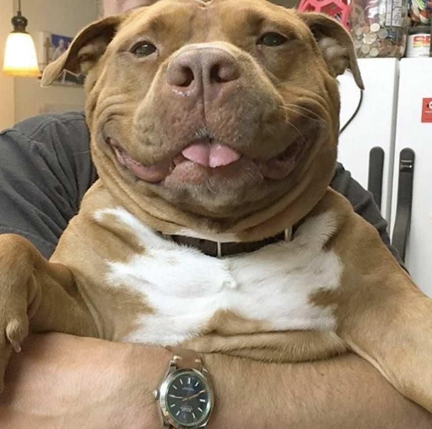 Sweet Pit Bull Mix Can