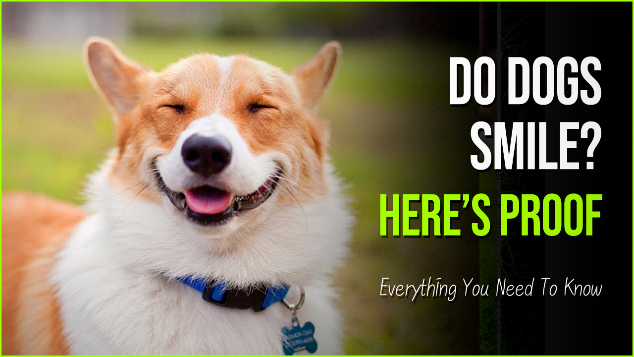 Smiling Dog. Чихуахуа улыбается. Let me do it for you Dog.