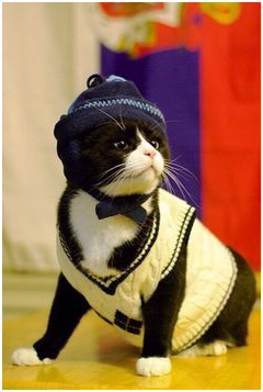 cats with sweaters