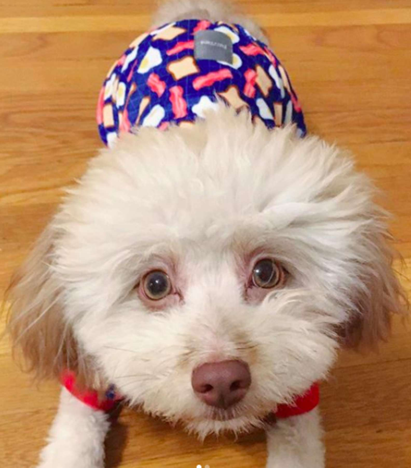 dog with a human face meme