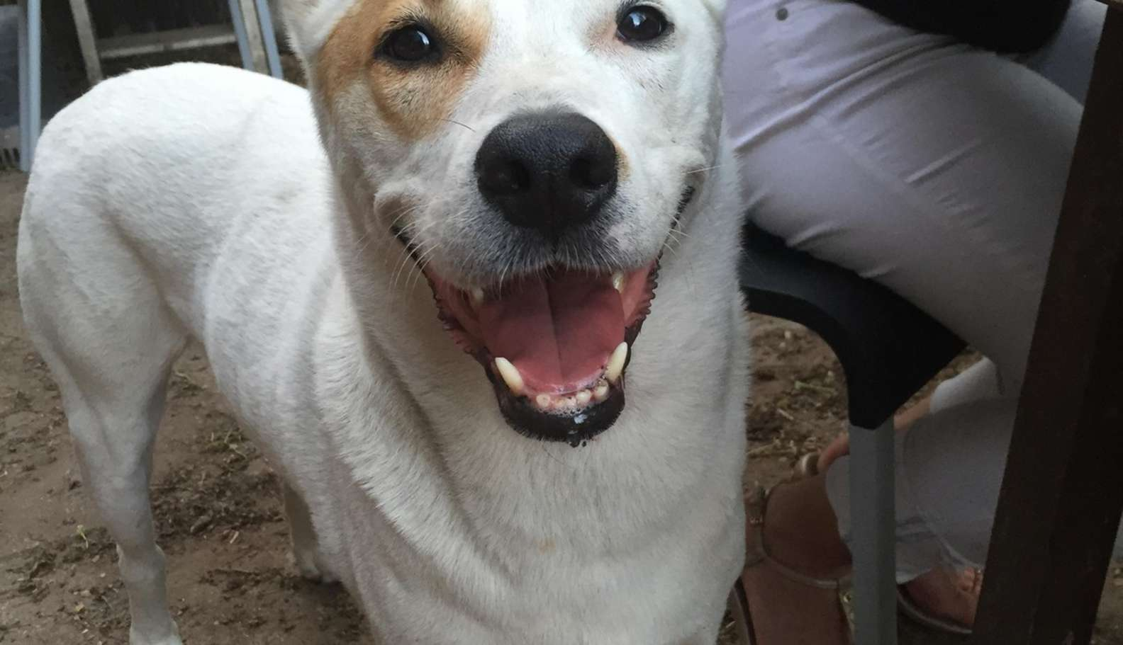 do dogs smile