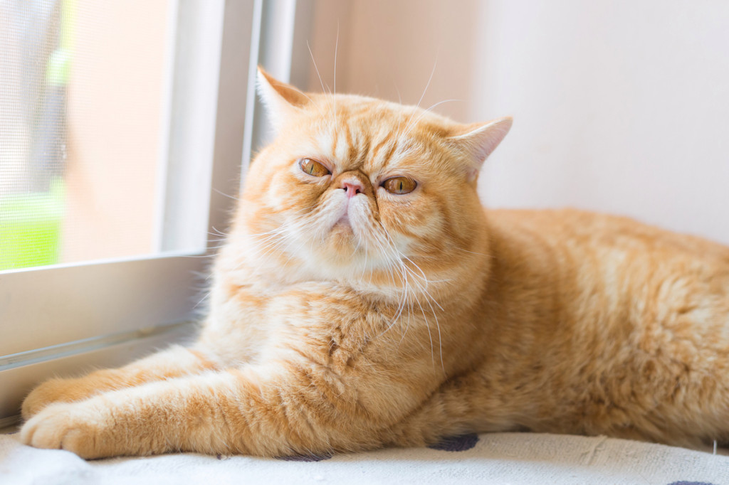 Breaking Stereotypes: These Smushed Face Cats With Flat Faces Will Melt