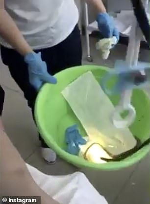 The snake was put in a bucket but it is unclear whether it was dead or alive