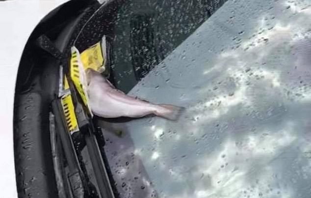 Furious Locals Dump Rotting Fish On Stranger's Car - Small Joys