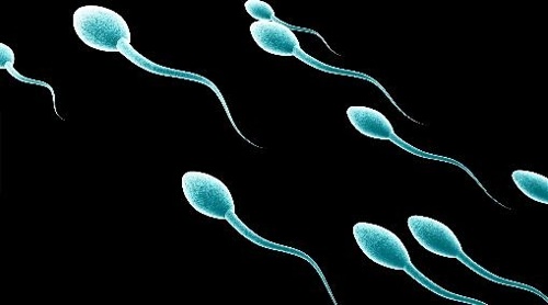 男性の精子数、40年間で半分に下がる... 「人類滅亡までの懸念 "