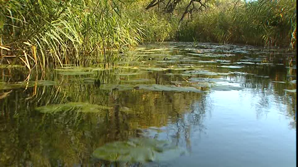 Paseo en Bote / Agua estancada / Alemania | SD Stock Video 218-406-905 |  Framepool & RightSmith Stock Footage