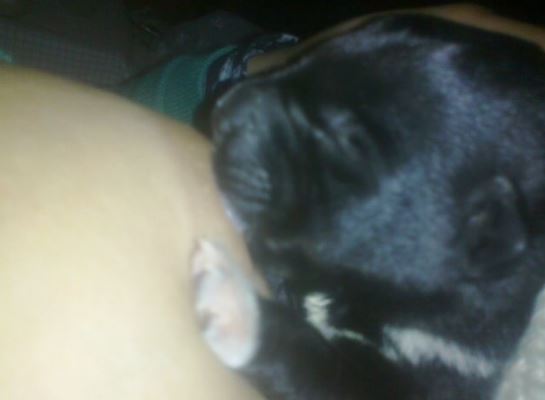 Mujer amamantando un perro causa polémica