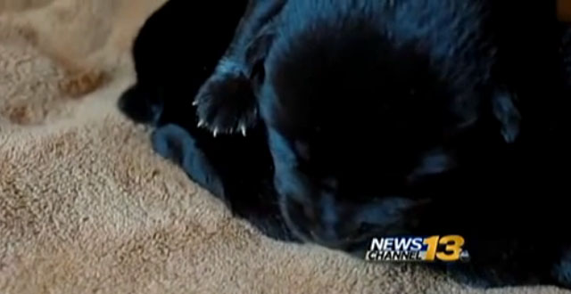 mujer-amamanta-cachorro-labrador