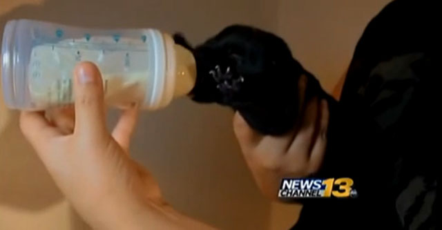 mujer-da-leche-cachorro-y-salva-vida