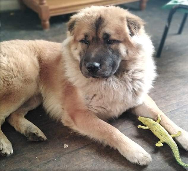 Killer Chow Chow-cross Teddy 