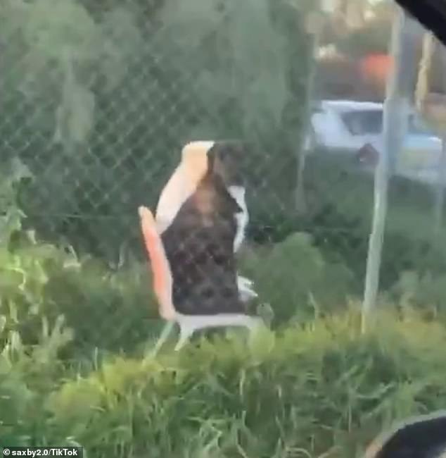 The man said he had to turn around and get some video of the dogs (pictured) who looked unfazed when he pulled up to question them
