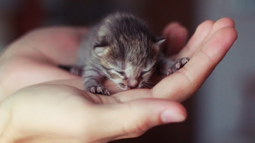 작고 귀여운 새끼고양이! 어떻게 돌봐주어야 할까요? : 네이버 블로그