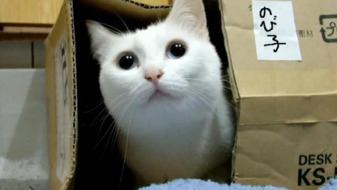 Muere a los 18 años el