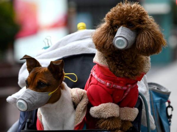 Dudas sobre el covid-19 y su incidencia en las mascotas - Vida - ELTIEMPO.COM
