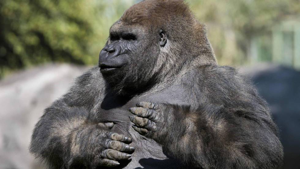 Gorila de Chapultepec: El último viaje de Bantú | Internacional | EL PAÍS