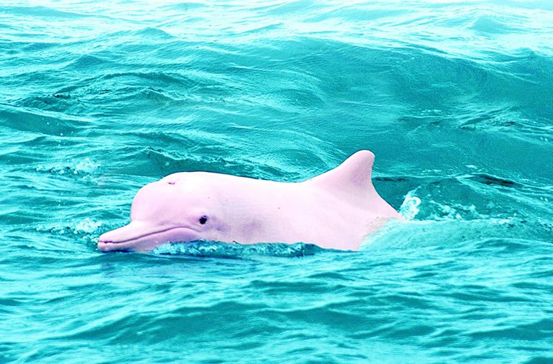 This Pink Dolphin S Baby Is So Rare That You Ll Need To Stop And Stare