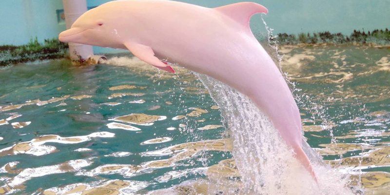 This Pink Dolphin S Baby Is So Rare That You Ll Need To Stop And Stare