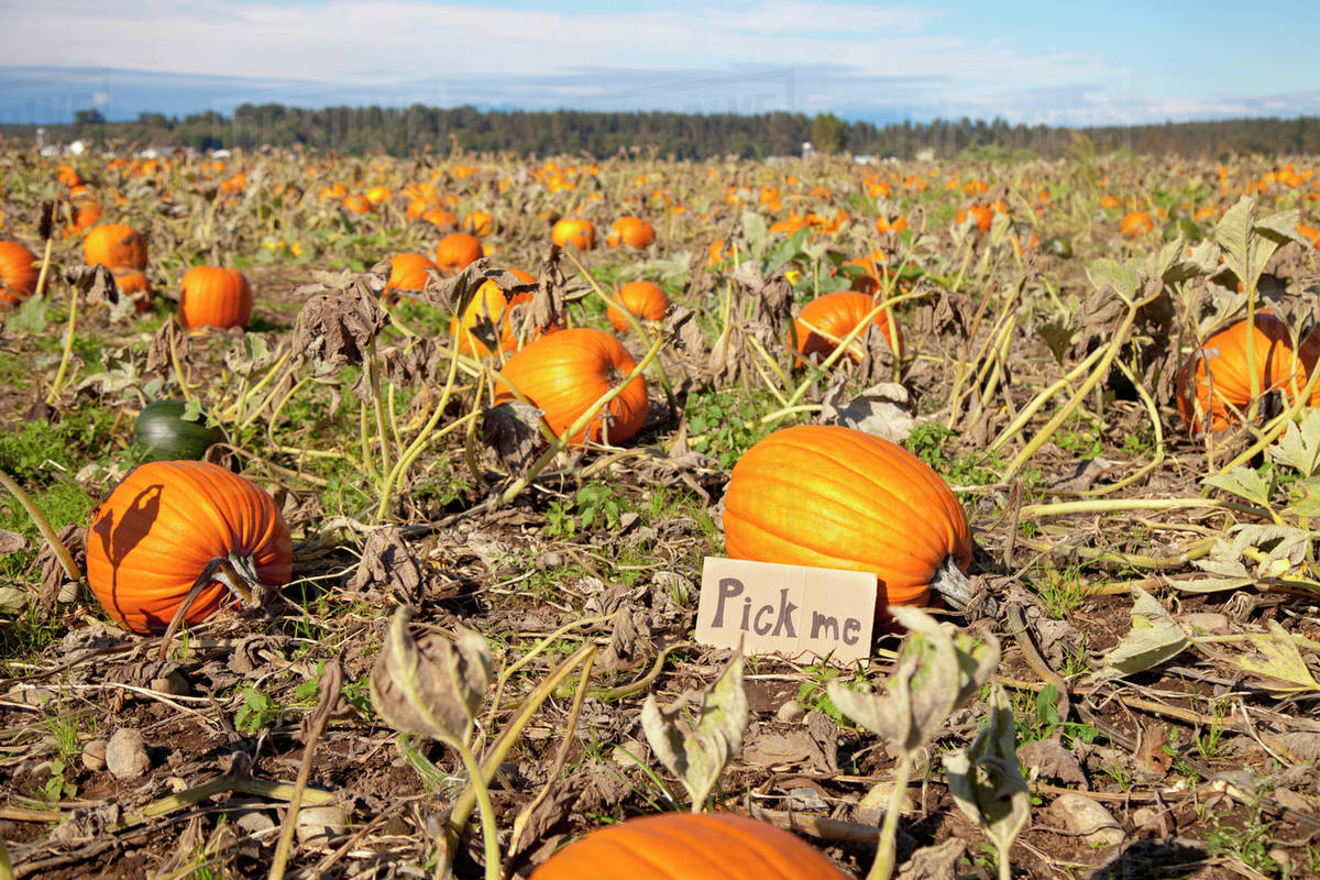 Pumpkin At Pumpkin Patch Says Pick Me; Everson, Washington, United States of America - Stock Photo - Dissolve