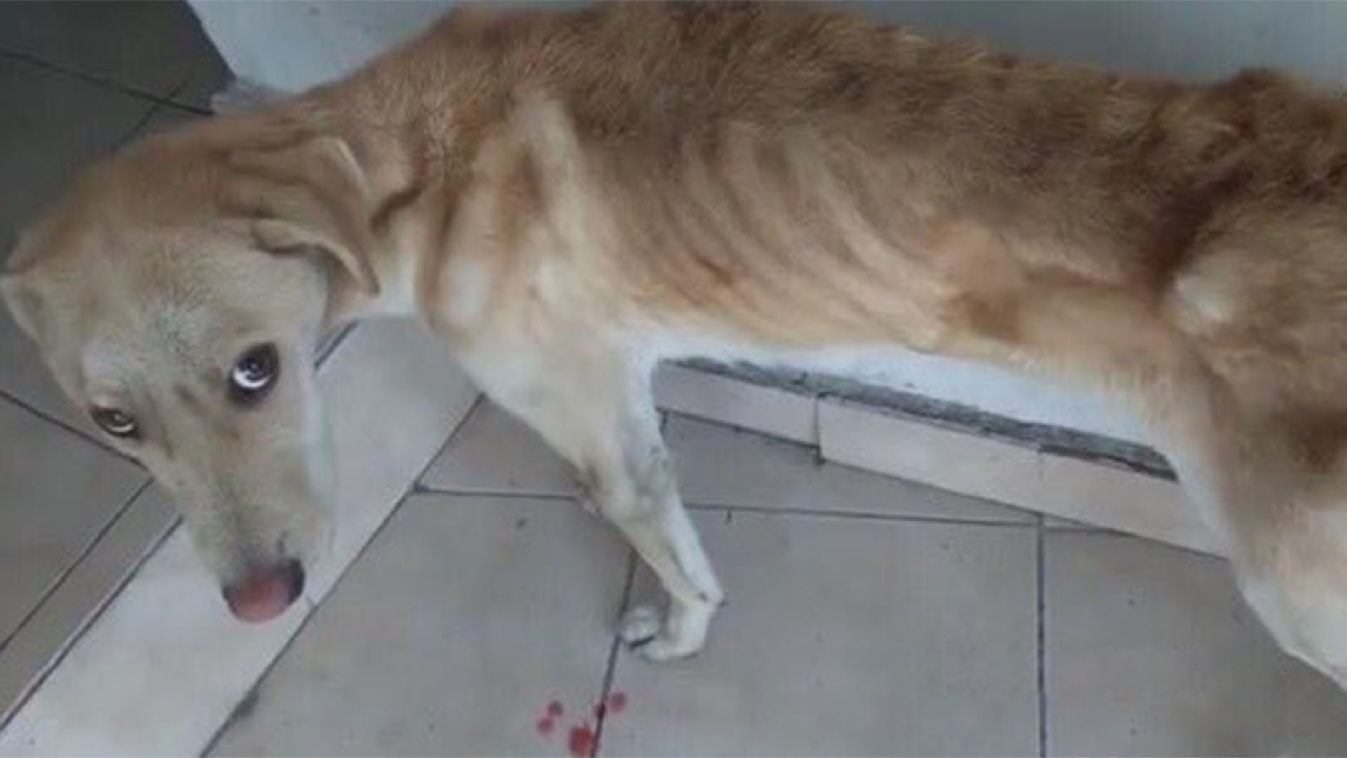 Caso de perra abusada sexualmente indigna en el Estado de México, el posible responsable ya está identificado - Infobae