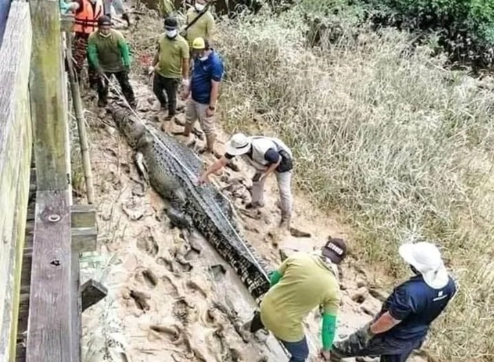 Encontraron dentro de un cocodrilo los restos de un chico que estaba desaparecido - Clarín