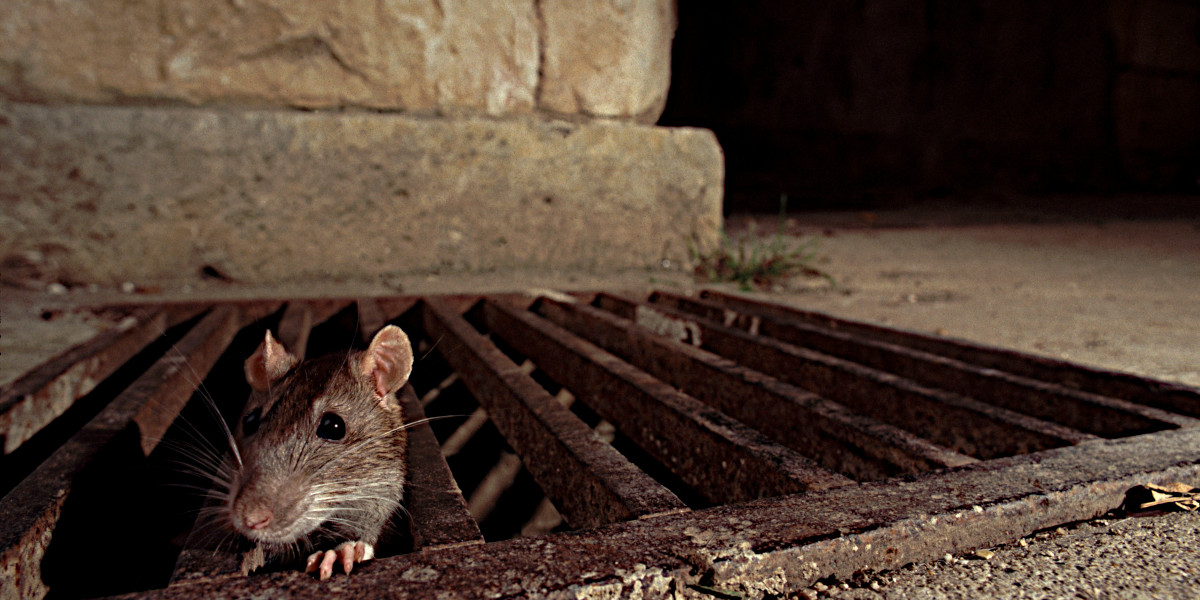 rats in restaurants