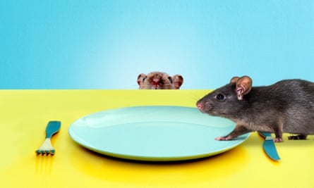 rats in restaurants