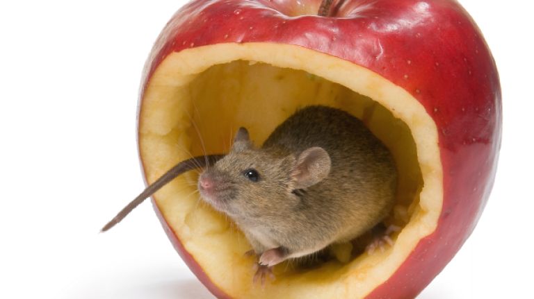 rats in restaurants
