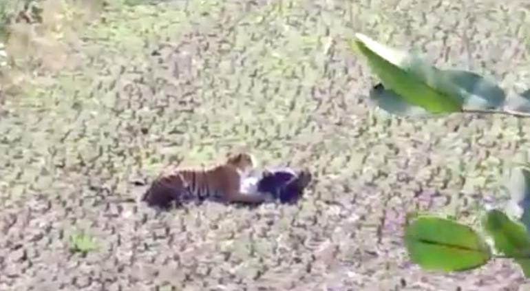 Vídeo] Hombre se salva de ser devorado por tigre tras hacerse el muerto