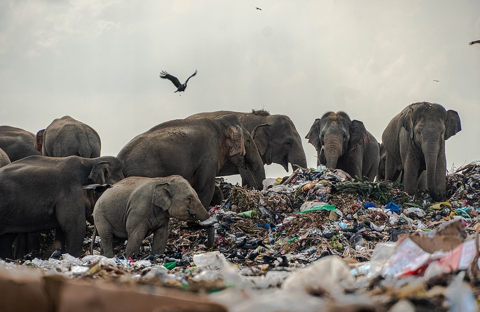 Elephants Seen Scavenging Through Trash At Landfill Near Their Natural