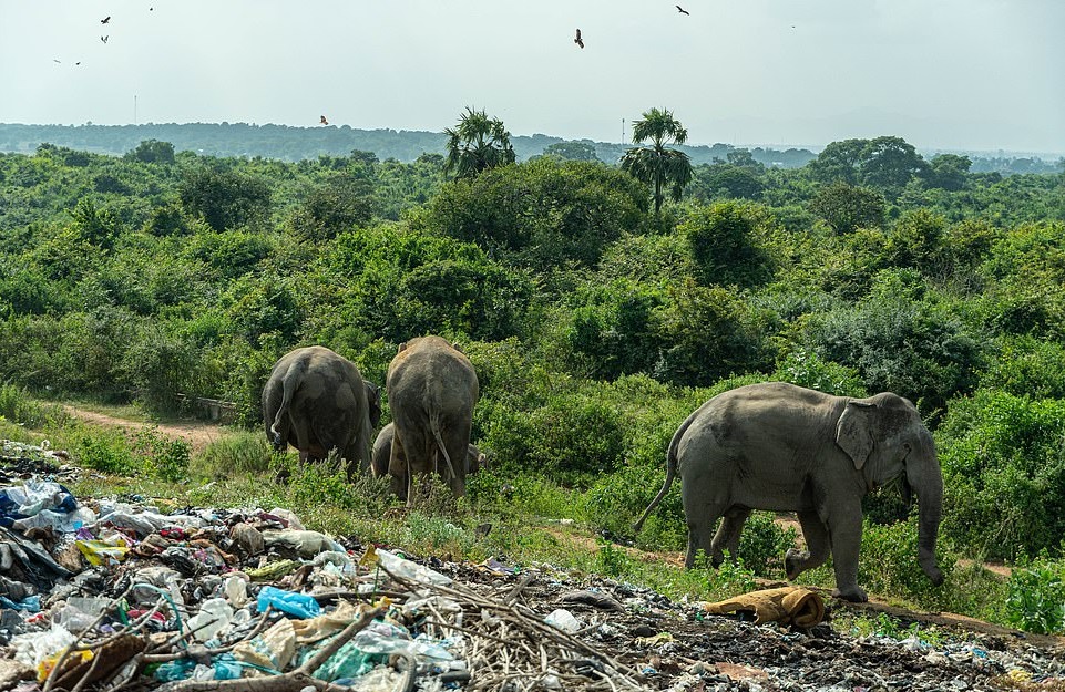 Elephants Seen Scavenging Through Trash At Landfill Near Their Natural Habitat Small Joys
