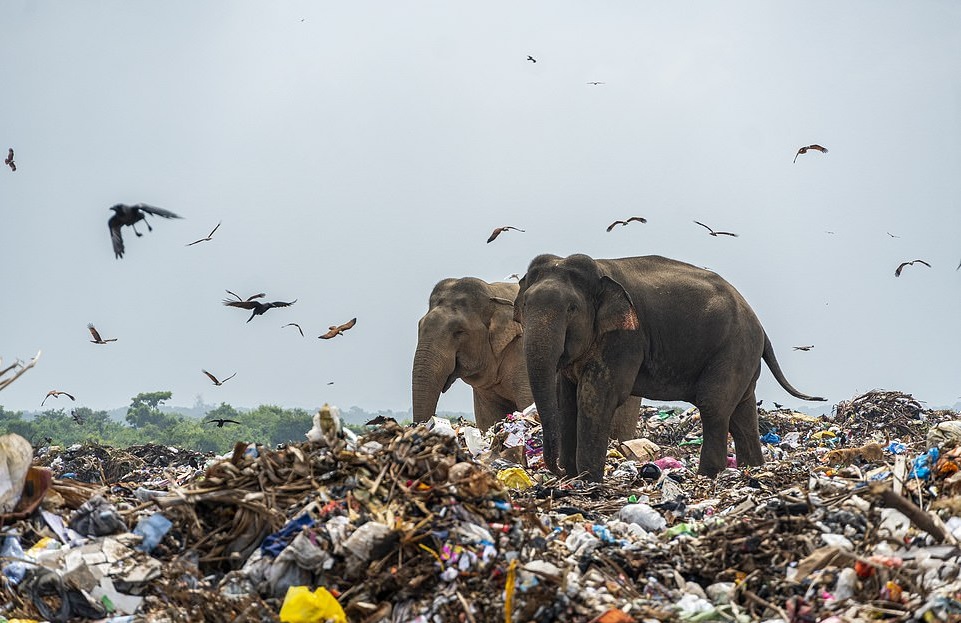 Elephants Seen Scavenging Through Trash At Landfill Near Their Natural