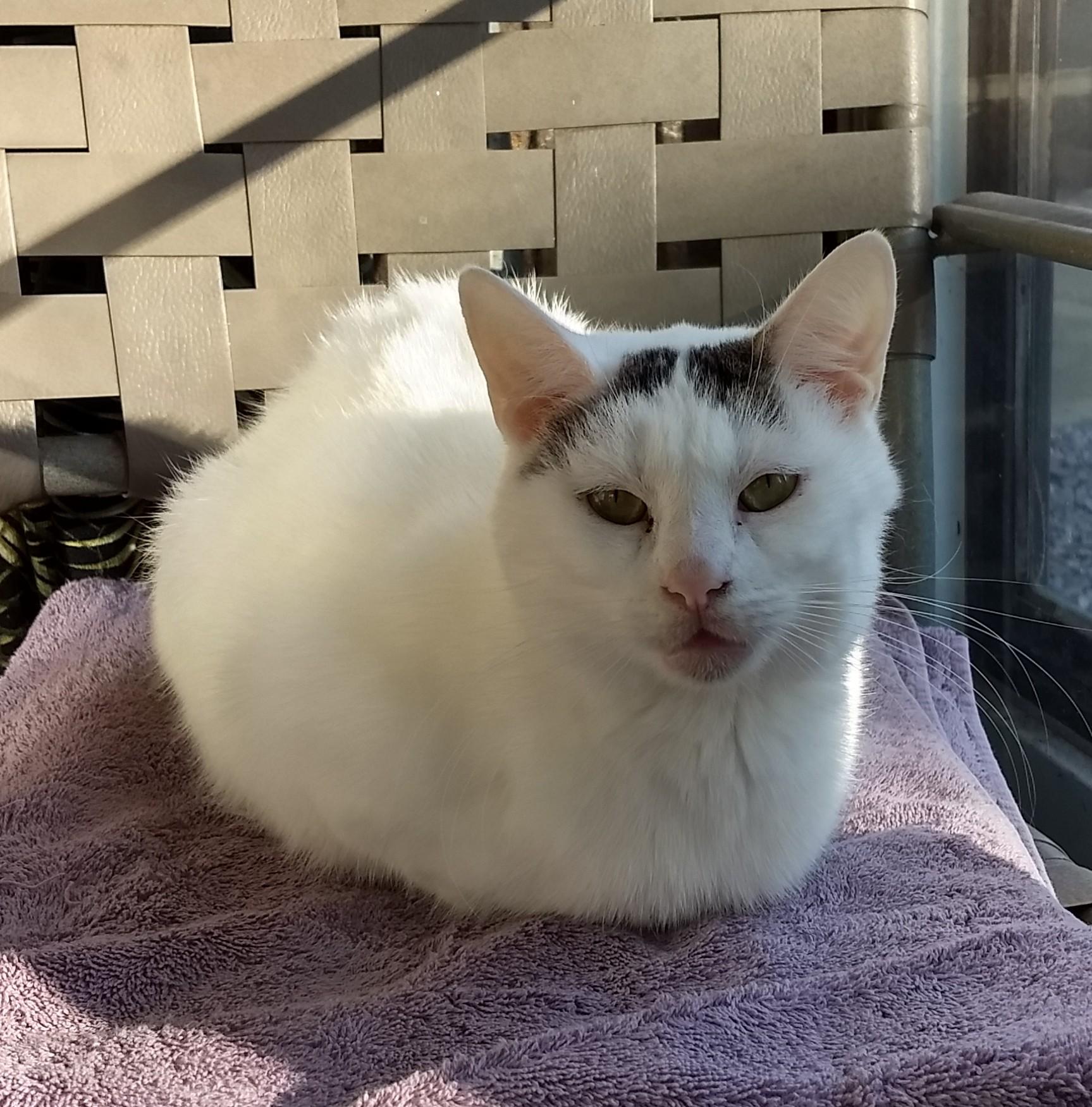 cat with no legs