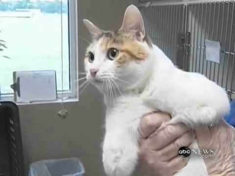 cat with no legs