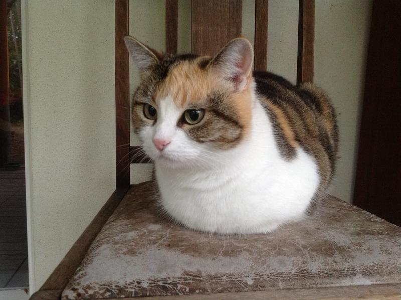 cat with no legs