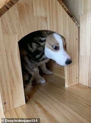 Cute dog and cat moment: American shorthair stops Corgi from leaving its cat house »- News07trends