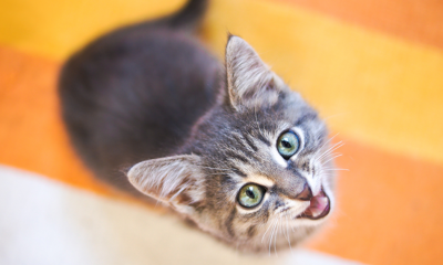 Psicólogos revelan un truco que permite establecer contacto con gatos | ANews