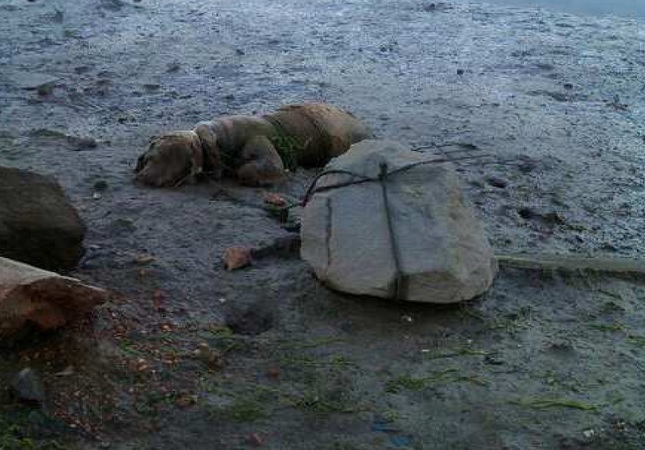 Sujeto amarró a su perro a una piedra en una playa para que muera ahogado |  OMG