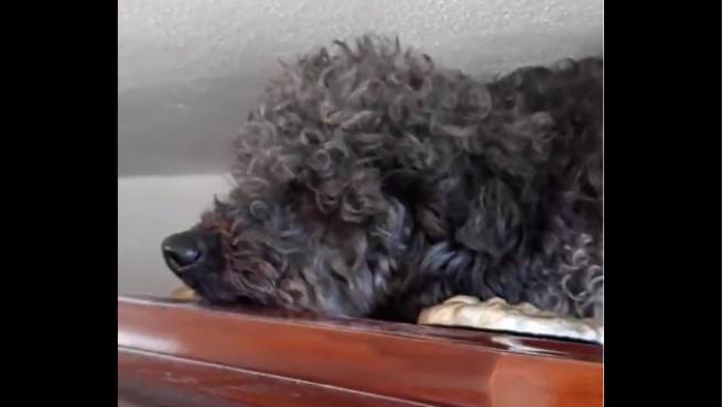 El caniche que visita a su dueña en el cementerio desde hace cuatro años