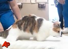 cat with no legs