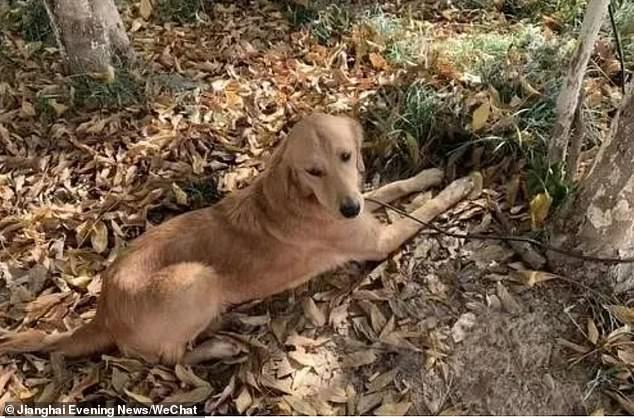 While temporarily looking after the dog, the workers began trying to track down the pet owners by sharing information locally on WeChat, a popular Chinese messenger app