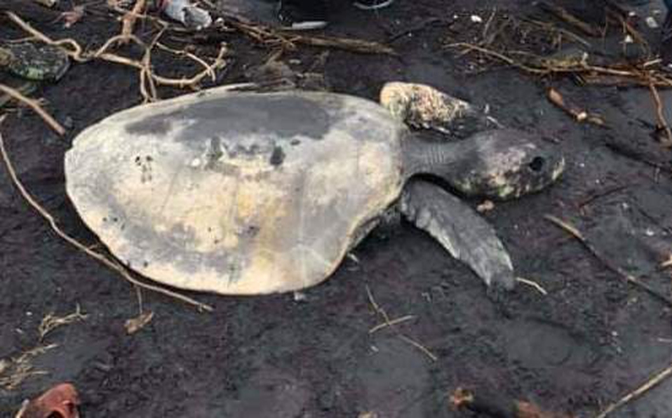 Encuentran tortuga muerta en Pueblo Viejo