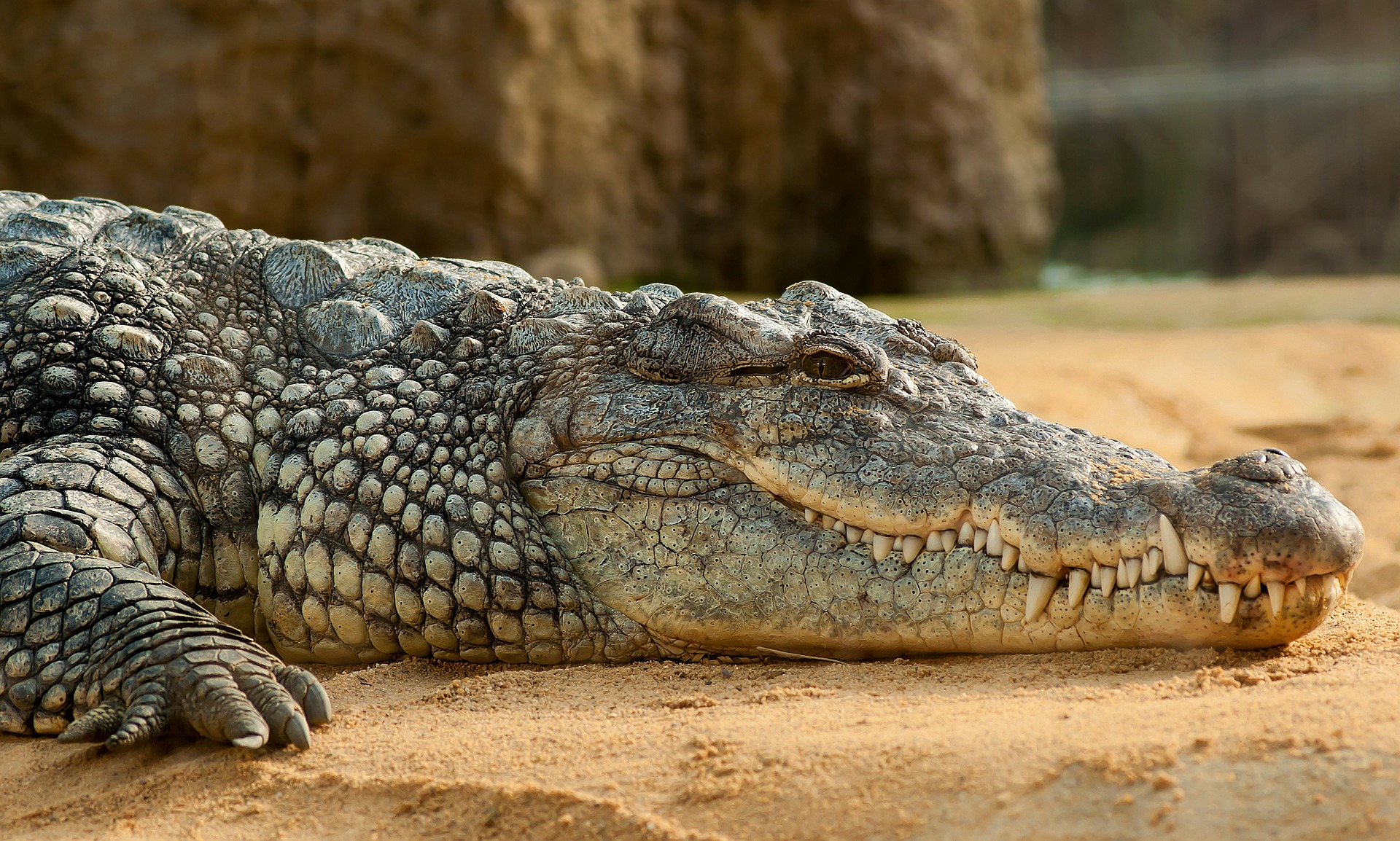 La Sagesse Des Crocodiles Hermès projette de construire la plus grande ferme de crocodiles d